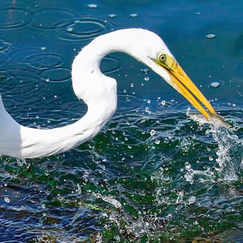 egret with fish